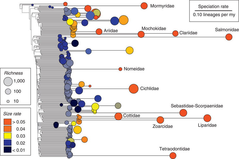 speciation-chart