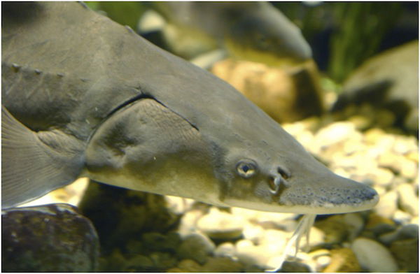 sturgeon