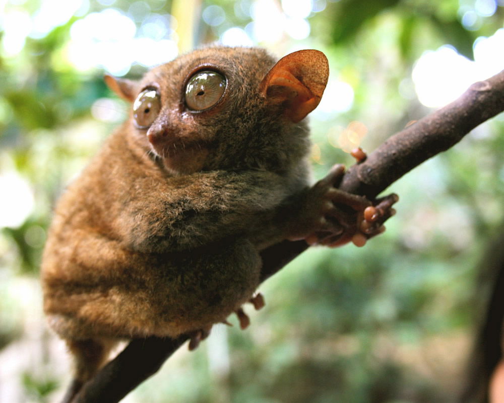 tarsier