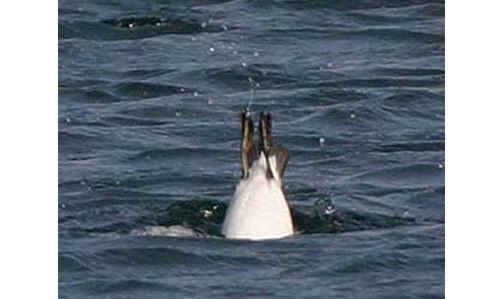 Thick-Billed Murre Diving