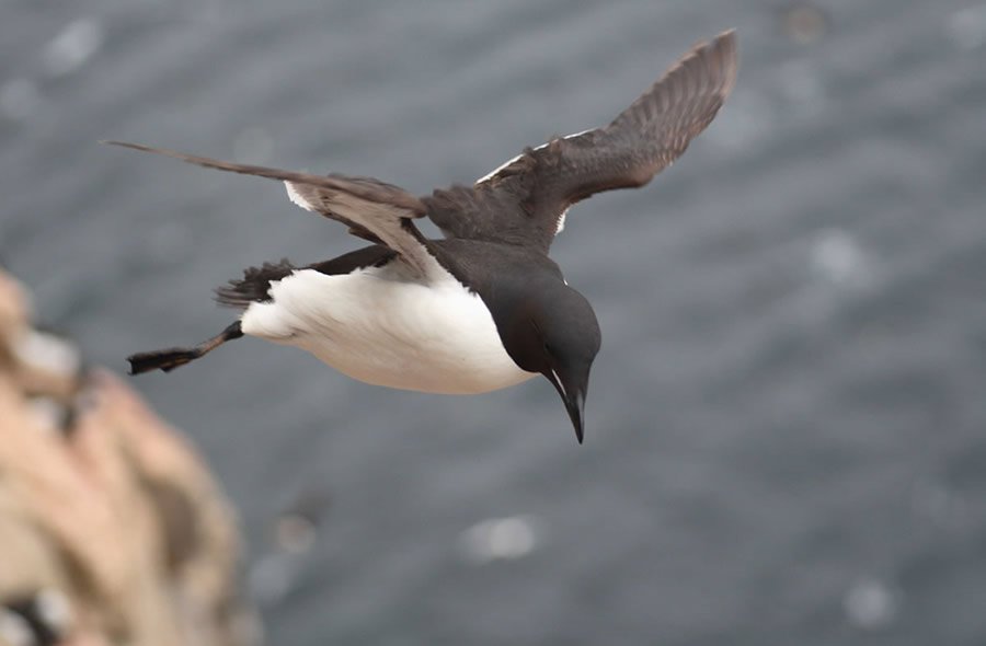 Flying Thick-Billed Murre