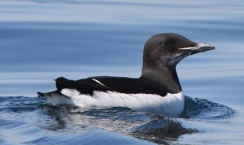 Thick-Billed Murre Swimming