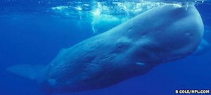 sperm whale