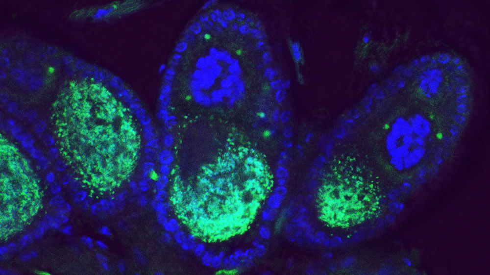 Wolbachia Bacteria