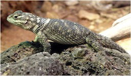 Sceloporus