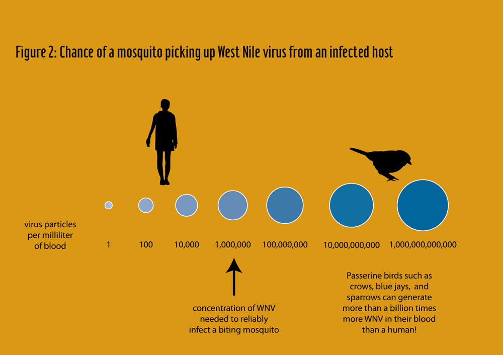 Chance of mosquito picking up West Nile virus from an infected host