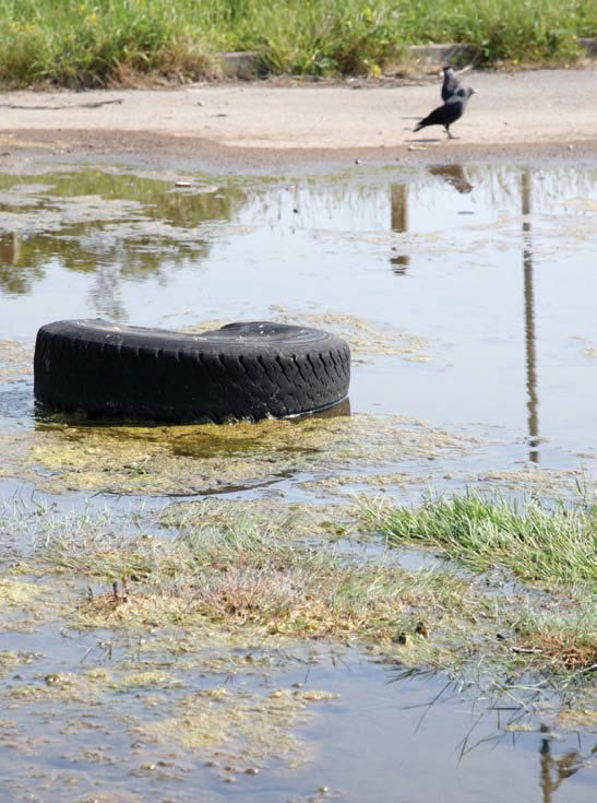 Mosquito Breeding Area