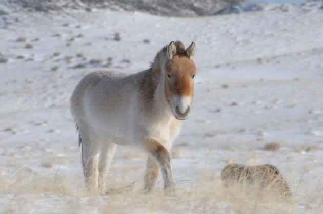 Przewalski’s Horse