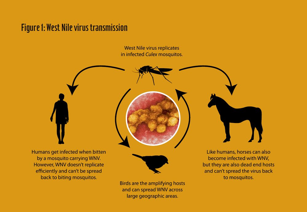 West Nile Virus Transmission Diagram