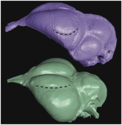 birdbrain-fig1