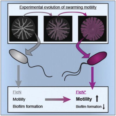 motility