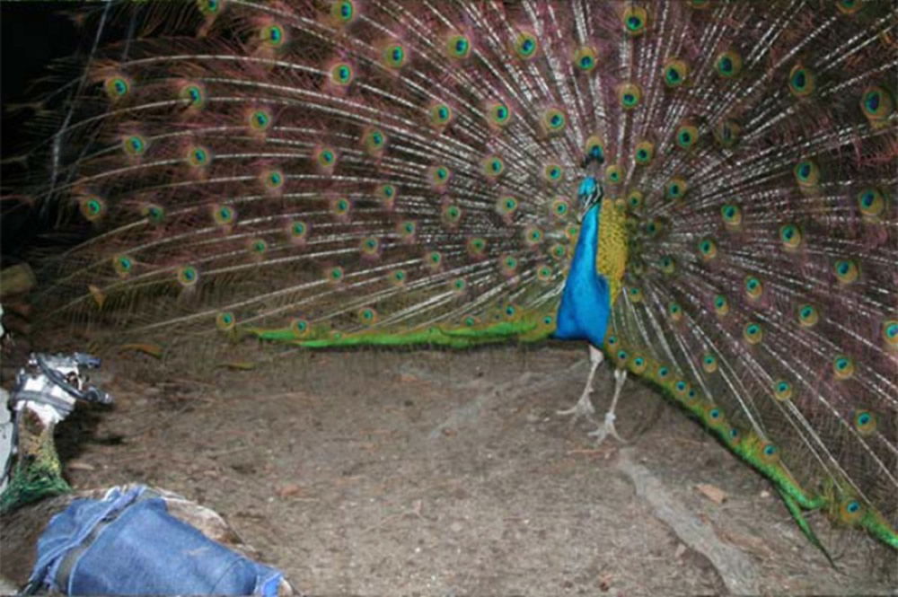 In the Eye of the Beholder Peacock Feather