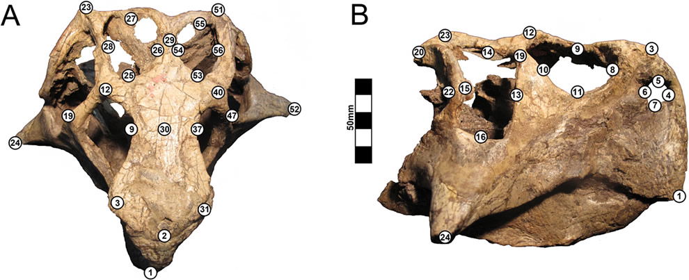 Psittacosaurus