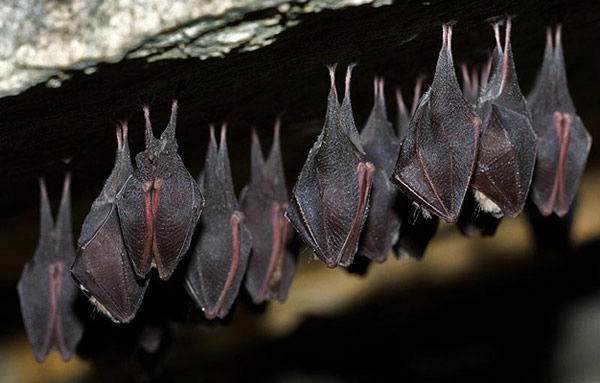 Bats