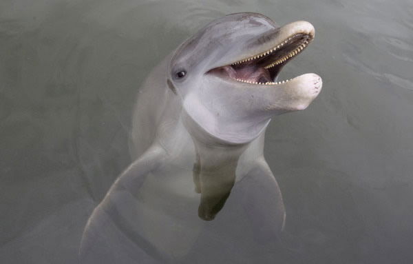 Dolphin