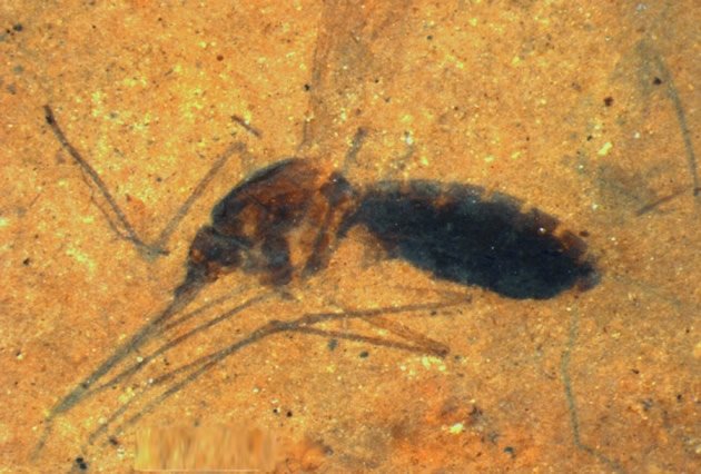 mosquito fossil