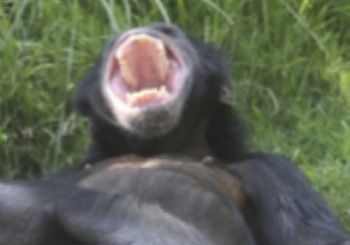 chimp-yawning