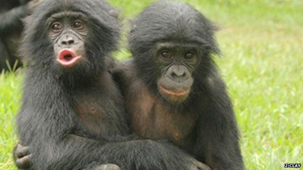 bonobos