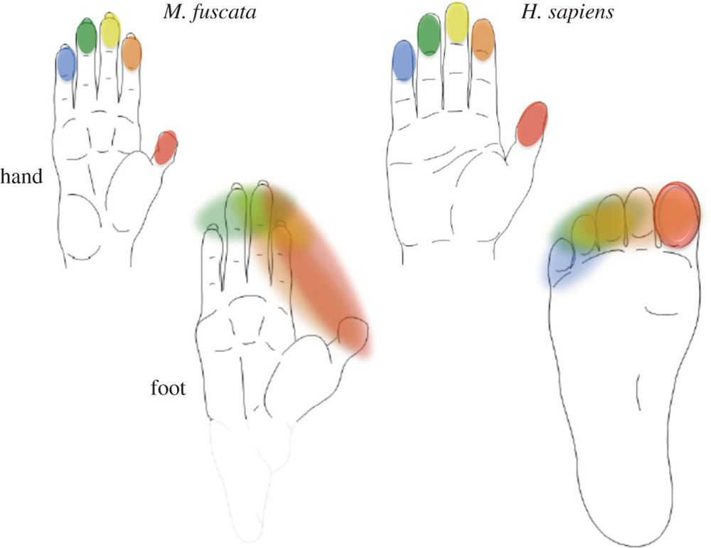 footmap