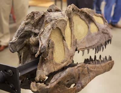 Fossilized allosaur skull