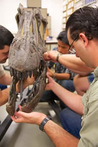 Design team preparing fossilized Allosaur skull