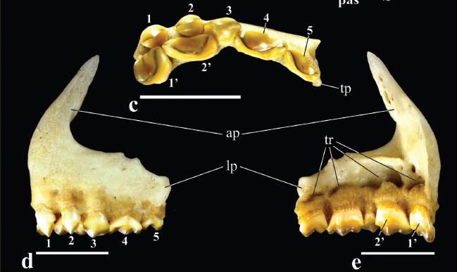 piranha-teeth