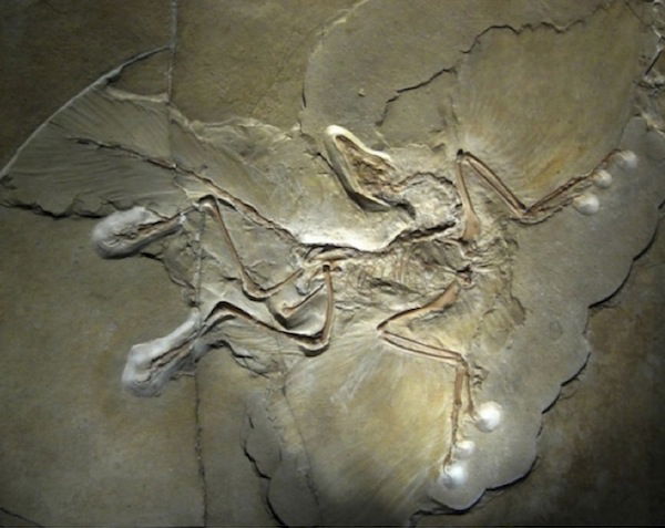 Archaeopteryx was likely source of iconic fossil feather, new study reveals