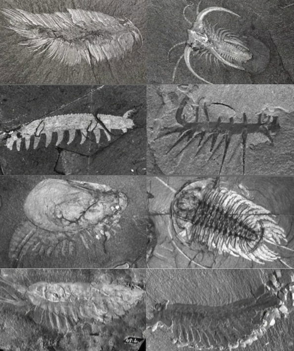 burgess-shale-specimens