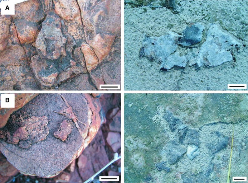 Dresser Formation Fossils