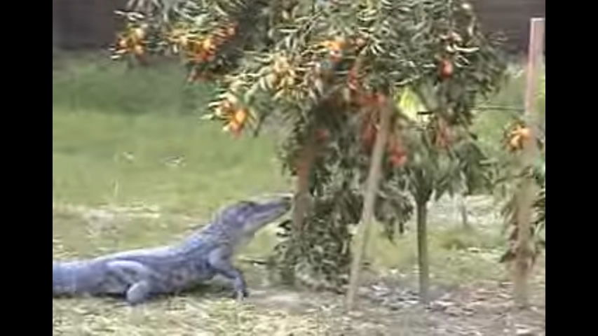 Gator Eating Kumquats