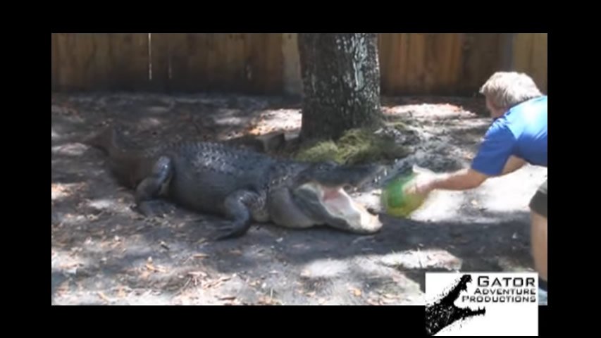 Gator Eating Watermelon