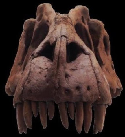 Lythronax Skull