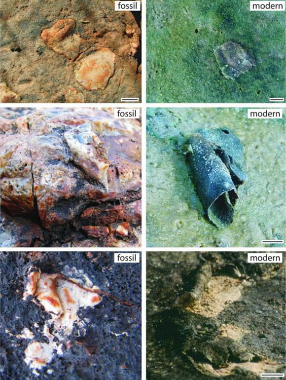 MISS Macrostructures of Intertidal Zone