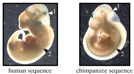 Regulatory Genes