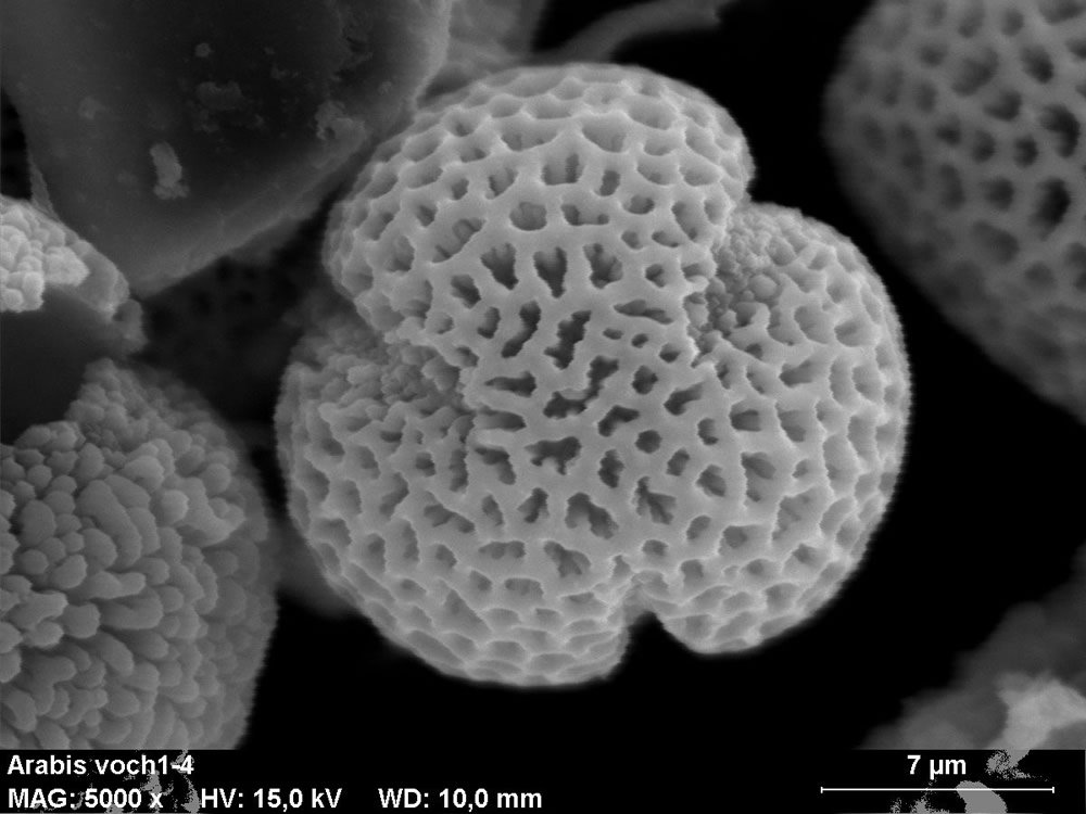 fossil-pollen