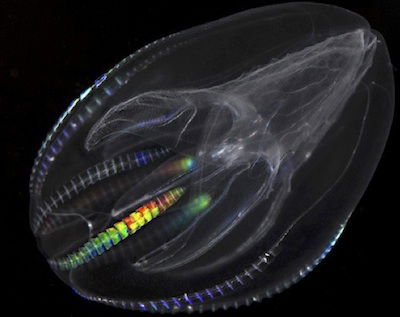 comb-jelly