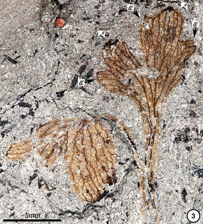 fossil-leaf