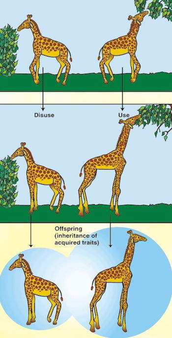 Lamarckism giraffes