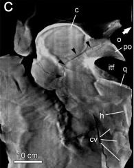 dino-fossil-xray