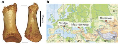 neanderthal chart 1