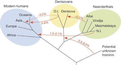 neanderthal chart 2