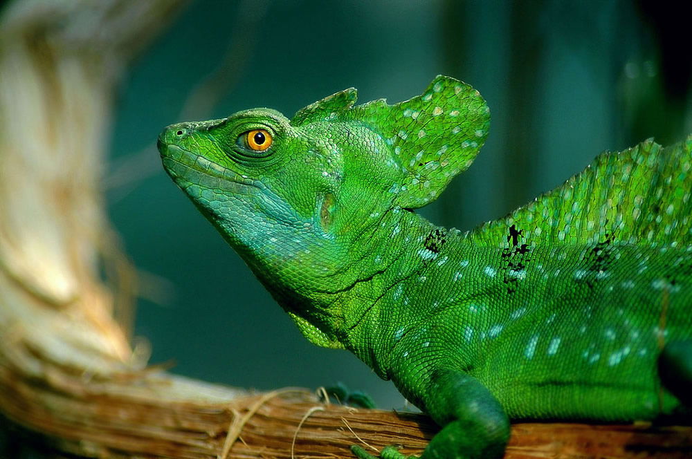 Plumed Basilisk Lizard