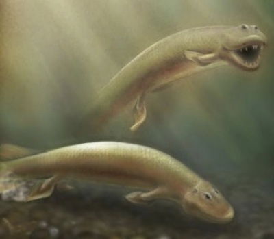 Did Tiktaalik's Pelvis Prepare Fish to Walk on Land?