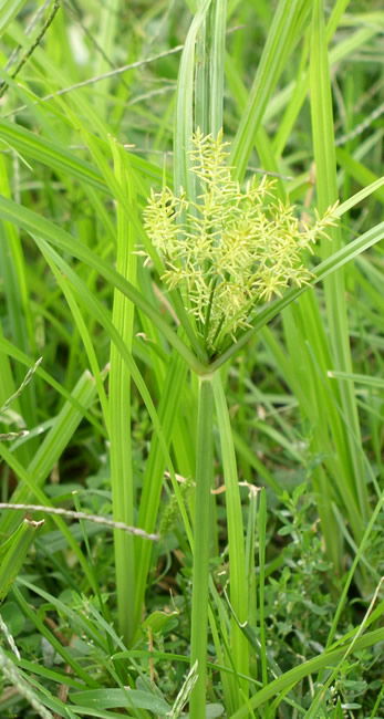 Yellow Nutsedge