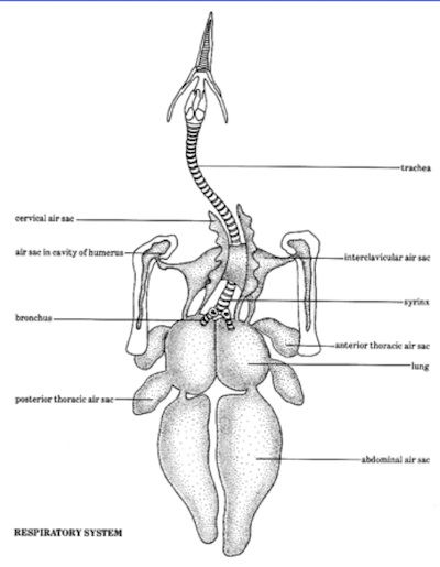 Дыхательная система пресмыкающихся схема