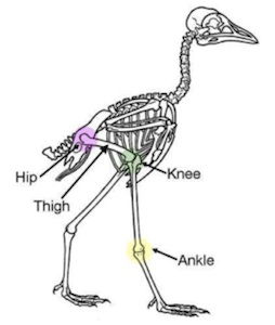 chicken skeleton