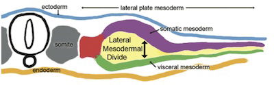 embryo