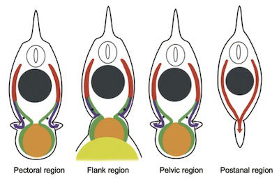 embryo