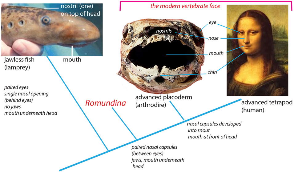 Where is your fish from?, Tracing your fish back to its origins