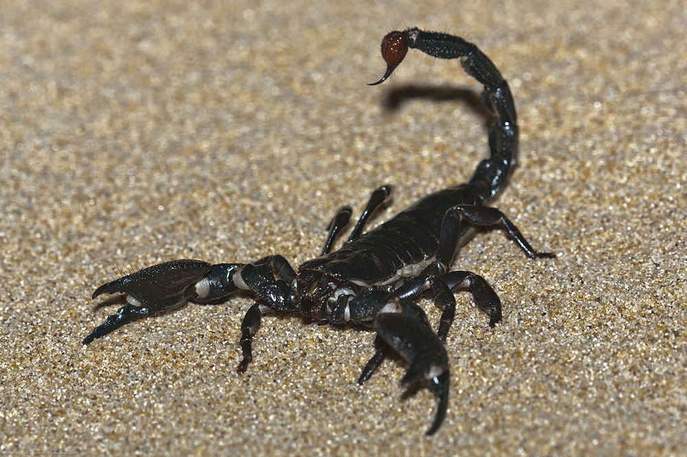 scorpion